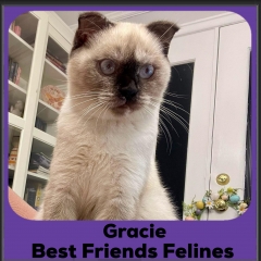 2024-Gracie