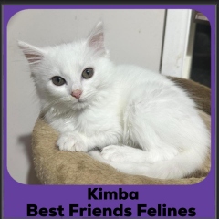 2024-Kimba