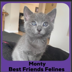 2024-Monty