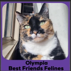 2024-Olympia