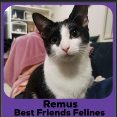 2024-Remus