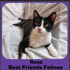 2024-Rosa
