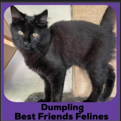 2024-dumpling2