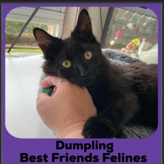 2024-dumpling3