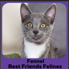 2024-fennel