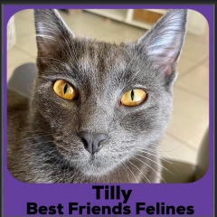 2_2023-Tilly