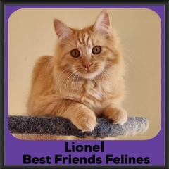 3_2023-Lionel