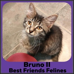 2022-Bruno-II