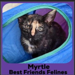 Myrtle