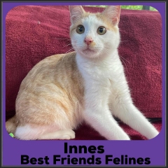 2021-Innes