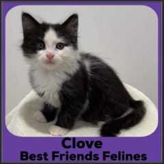 2022-Clove