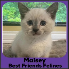 2022-Maisey