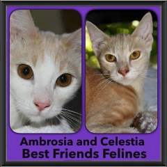 2015 - Adopted - Ambrosia and Celestia
