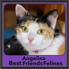 2015 - Adopted - Angeline
