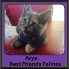 2015 - Adopted - Arya