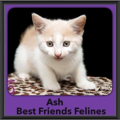 2015 - Adopted - Ash