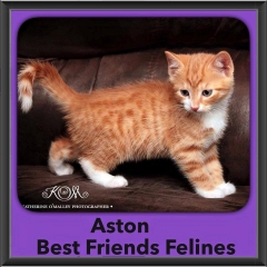 2015 - Adopted - Aston