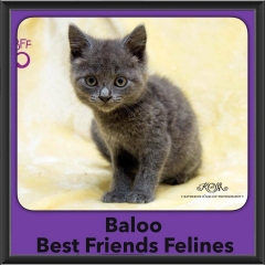 2015 - Adopted - Baloo