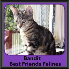 2015 - Adopted - Bandit