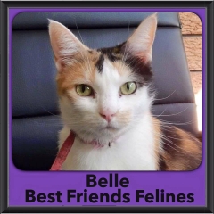 2015 - Adopted - Belle