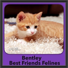 2015 - Adopted - Bentley