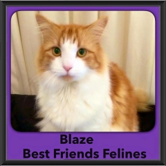 2015 - Adopted - Blaze