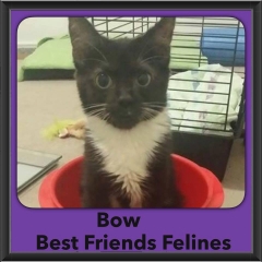 2015 - Adopted - Bow