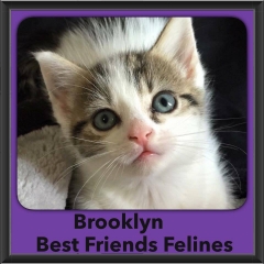 2015 - Adopted - Brooklyn