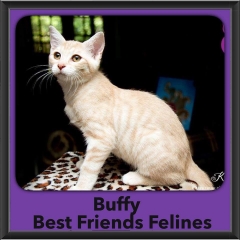 2015 - Adopted - Buffy