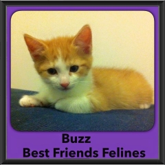 2015 - Adopted - Buzz