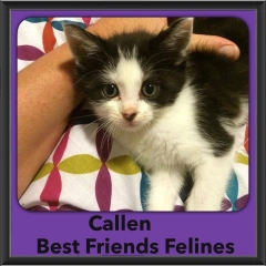 2015 - Adopted - Callen