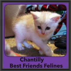 2015 - Adopted - Chantilly