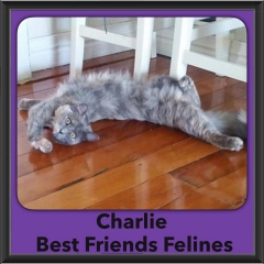2015 - Adopted - Charlie