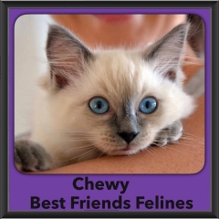 2015 - Adopted - Chewy