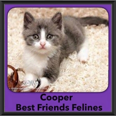 2015 - Adopted - Cooper