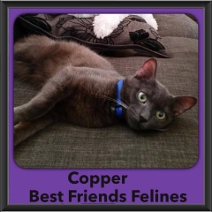 2015 - Adopted - Copper