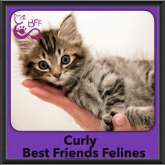 2015 - Adopted - Curly