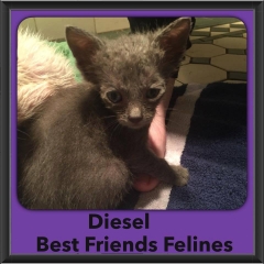 2015 - Adopted - Diesel