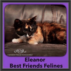 2015 - Adopted - Eleanor