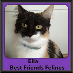 2015 - Adopted - Ella