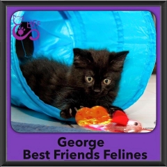 2015 - Adopted - George