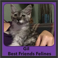 2015 - Adopted - Gil