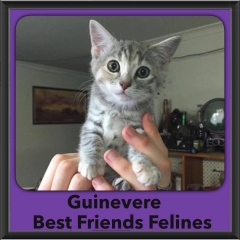 2015 - Adopted - Guinevere