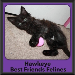 2015 - Adopted - Hawkeye