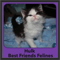 2015 - Adopted - Hulk