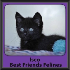 2015 - Adopted - Isco