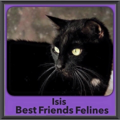 2015 - Adopted - Isis