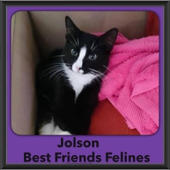 2015 - Adopted - Jolson