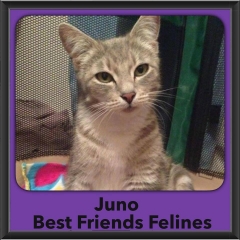 2015 - Adopted - Juno
