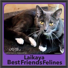 2015 - Adopted - Laikaya